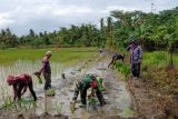 Kodim Pasangkayu dampingi petani kembangkan padi