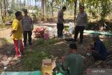 Polisi di Mataram pupuk tanaman jagung di lahan seluas 3,5 hektare