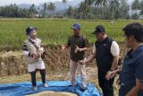 Bulog Lampung serap 1.800 ton setara beras hasil panen petani