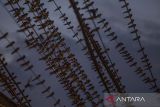 Sejumlah burung Layang-Layang Asia (Hirundo rustica) bertengger di kabel di Alun-alun Indramayu, Jawa Barat, Jumat (7/2/2025). Pada bulan Februari, Provinsi Jawa Barat menjadi salah satu tempat singgah migrasi burung Layang-Layang Asia untuk menghindari musim dingin atau musim salju di Belahan bumi utara seperti Siberia, Rusia, Mongolia dan China yang menjadi daerah berkembang biak burung tersebut. ANTARA FOTO/Dedhez Anggara/agr