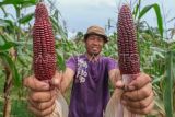 Seorang petani menunjukkan jagung ketan ungu yang baru dipanen di lahan milik Lapas Kelas II Kendari, Kendari, Sulawesi Tenggara, Jumat (7/2/2025). Pemkot Kendari bersama warga binaan Lapas Kelas IIA Kendari menanam komoditi jagung yang memanfaatkan lahan tidur seluas 1,4 hektar guna mendukung program swasembada pangan Nasional. ANTARA FOTO/Andry Denisah/Spt.