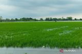 Dinas Pertanian Kudus data  sawah tergenang banjir untuk ajukan klaim