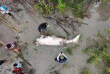 Seekor Dugong mati terdampar di perairan TWAL Teluk Kupang NTT