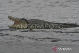 Tim SAR masih terus mencari ibu diterkam buaya