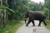 Sekitar 38 hektare kebun sawit warga di Aceh Barat dirusak gajah