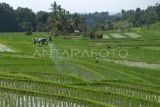 Sebuah drone pertanian atau pesawat tanpa awak menyemprotkan pupuk organik cair di persawahan Desa Jatiluwih, Tabanan, Bali, Sabtu (8/2/2025). Sebagian besar lahan pertanian padi beras merah di desa tersebut saat ini proses pemupukannya dilakukan menggunakan drone yang dimulai sejak Januari 2025. ANTARA FOTO/Nyoman Hendra Wibowo/rwa.