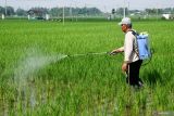 Menjaga semangat petani penting untuk produkivitas pertanian