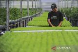 Petani memindahkan bibit seledri untuk di simpan di netpot hidroponik di Greenhouse Sentra Seledri Cikeusal, Kabupaten Serang, Banten, Senin (10/2/2025). Sentra budi daya sayuran seledri dengan metode hidroponik yang memiliki luas lahan sebesar 2.000 meter persegi tersebut menjadi salah satu budi daya seledri terbesar di Banten dengan sekali panen dapat mencapai 6 ton seledri dan diharapkan dapat membantu memenuhi pasokan untuk makanan bergizi gratis (MBG) di Banten. ANTARA FOTO/Muhammad Bagus Khoirunas/gp