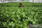 Petani memanen seledri di Greenhouse Sentra Seledri Cikeusal, Kabupaten Serang, Banten, Senin (10/2/2025). Sentra budi daya sayuran seledri dengan metode hidroponik yang memiliki luas lahan sebesar 2.000 meter persegi tersebut menjadi salah satu budi daya seledri terbesar di Banten dengan sekali panen dapat mencapai 6 ton seledri dan diharapkan dapat membantu memenuhi pasokan untuk makanan bergizi gratis (MBG) di Banten. ANTARA FOTO/Muhammad Bagus Khoirunas/gp