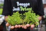 Petani menunjukkan bibit seledri di Greenhouse Sentra Seledri Cikeusal, Kabupaten Serang, Banten, Senin (10/2/2025). Sentra budi daya sayuran seledri dengan metode hidroponik yang memiliki luas lahan sebesar 2.000 meter persegi tersebut menjadi salah satu budi daya seledri terbesar di Banten dengan sekali panen dapat mencapai 6 ton seledri dan diharapkan dapat membantu memenuhi pasokan untuk makanan bergizi gratis (MBG) di Banten. ANTARA FOTO/Muhammad Bagus Khoirunas/gp