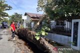 BPBD: Belasan pohon tumbang di Palangka Raya akibat cuaca ekstrem