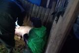 Puluhan babi mati mendadak di Pasuruan