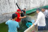 Lapas Martapura Sumsel panen ikan air tawar budidaya warga binaan