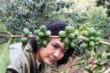 BNI dukung UMKM kopi Garut swasembada pangan