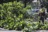 Pepohonan di Taman Bulan Jakarta Barat dipangkas