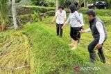 legislator minta Distanbun NTB atasi sawah terdampak banjir