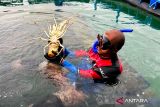 Ekosistem budi daya lobster di Batam tunjukkan progres signifikan