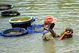Warga mengais lumpur dari dasar sungai dan kemudian menyaringnya untuk mendapatkan cacing sutra (tubifex) yang melimpah di sepanjang bantaran Sungai Ngrowo, Tulungagung, Jawa Timur, Kamis (13/2/2025). Cacing sutra hasil perburuan selama kurang lebih empat jam mulai pukul 09.00 WIB hingga 13.00 WIB  itu kemudian dijual warga dengan harga Rp6 ribu hingga Rp8 ribu per kaleng susu kental manis kapasitas 0,3 liter untuk memenuhi kebutuhan pakan ikan hias di daerah itu. ANTARA Jatim/Destyan Sujarwoko/mas.
