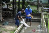 Pekerja menangkap ikan Sinyonya untuk di timbang di Bukit Sinyonya, Pandeglang, Banten, Kamis (13/2/2025). Pemerintah Desa Bandung berinisiatif untuk melakukan penangkaran ikan Sinyonya yang merupakan jenis ikan mas (Cyprinus carpio) endemik asli Kabupaten Pandeglang dengan ciri postur tubuh panjang serta mata sipit yang nyaris tidak terlihat dan berstatus rentan punah. ANTARA FOTO/Muhammad Bagus Khoirunas/gp