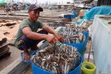 Pekerja memproses ikan beku menjadi ikan asin di Muncar, Banyuwangi, Jawa Timur, Jumat (14/2/2025). Perajin ikan asin di daerah tersebut mengaku mulai menggunakan ikan beku (Cold Storage) untuk memenuhi kebutuhan bahan bakunya karena kesulitan mendapatkan pasokan ikan segar dari nelayan yang tidak melaut akibat cuaca buruk. ANTARA Jatim/Budi Candra Setya/mas.