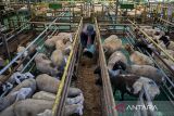 Pekerja memberi makan domba di Pesona Satwa Farm, Cipatat, Kabupaten Bandung Barat, Jawa Barat, Kamis (13/2/2025). Sebanyak 400 ekor kambing dan domba berbagai jenis dibudidayakan di peternakan dengan menggunakan konsep modern yakni kandang panggung yang mampu memisahkan kotoran dan urine sehingga kandang lebih bersih dan tidak berbau serta penggunaan alat teknologi dalam pencampuran pakan dan pengolahan limbah ternak menjadi pupuk. ANTARA FOTO/Abdan Syakura/agr