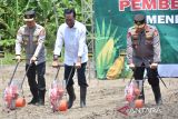 Gubernur DIY sarankan petani pilih jagung sebelum dijemur