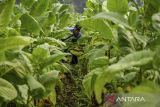 Petani memanen tembakau di Cikoneng, Cileunyi, Kabupaten Bandung, Jawa Barat, Minggu (16/2/2025). Asosiasi Petani Tembakau Indonesia (APTI) berharap pemerintah baru dapat melindungi keberlangsungan tembakau sebagai komoditas strategis nasional pasalnya saat ini, petani tembakau tengah khawatir terkait turunan dari PP No 28 tahun 2024 dan Rancangan Peraturan Menteri Kesehatan tentang pengamanan produk tembakau dan rokok elektrik yang diyakini akan memberikan dampak ganda bagi kelangsungan usaha industri tembakau nasional. ANTARA FOTO/Raisan Al Farisi/agr