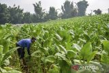 Petani memanen tembakau di Cikoneng, Cileunyi, Kabupaten Bandung, Jawa Barat, Minggu (16/2/2025). Asosiasi Petani Tembakau Indonesia (APTI) berharap pemerintah baru dapat melindungi keberlangsungan tembakau sebagai komoditas strategis nasional pasalnya saat ini, petani tembakau tengah khawatir terkait turunan dari PP No 28 tahun 2024 dan Rancangan Peraturan Menteri Kesehatan tentang pengamanan produk tembakau dan rokok elektrik yang diyakini akan memberikan dampak ganda bagi kelangsungan usaha industri tembakau nasional. ANTARA FOTO/Raisan Al Farisi/agr