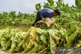 Petani membungkus tembakau yang telah dipanen di Cikoneng, Cileunyi, Kabupaten Bandung, Jawa Barat, Minggu (16/2/2025). Asosiasi Petani Tembakau Indonesia (APTI) berharap pemerintah baru dapat melindungi keberlangsungan tembakau sebagai komoditas strategis nasional pasalnya saat ini, petani tembakau tengah khawatir terkait turunan dari PP No 28 tahun 2024 dan Rancangan Peraturan Menteri Kesehatan tentang pengamanan produk tembakau dan rokok elektrik yang diyakini akan memberikan dampak ganda bagi kelangsungan usaha industri tembakau nasional. ANTARA FOTO/Raisan Al Farisi/agr