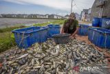 Petambak memanen ikan di sekitar perumahan subsidi di Indramayu, Jawa Barat, Sabtu (15/2/2025). PT Bank Tabungan Negara Tbk telah menyalurkan KPR untuk masyarakat berpendapatan rendah (MBR) dengan skema fasilitas likuiditas pembiayaan perumahan (FLPP) atau KPR subsidi kepada pekerja sektor informal sebesar 10 persen dari total penyaluran KPR FLPP emiten berkode BBTN. ANTARA FOTO/Dedhez Anggara/agr
