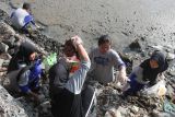 Sejumlah pelajar memungut sampah di Sukolilo Lor, Surabaya, Jawa Timur, Minggu (16/2/2025). Komunitas Tunas Hijau dan pelajar melakukan aksi bersih-bersih sampah di pantai yang dekat dengan Taman Hiburan Pantai (THP) Kenjeran agar kawasan wisata pesisir itu menjadi bersih. ANTARA Jatim/Didik Suhartono/mas.