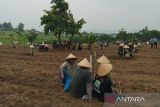 Menguatkan kebun rakyat dan menjaga alam