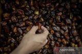 Pedagang menata buah  kurma di Pasar Kemis, Kabupaten Tangerang, Banten, Senin (17/2/2025). Badan Pusat Statistik mencatat volume impor kurma Indonesia sebesar 16,43 ribu ton dengan nilai 20,68 juta dolar AS atau sekitar Rp335 miliar pada bulan Januari 2025 atau dua bulan menjelang Ramadhan. ANTARA FOTO/Putra M. Akbar/gp