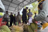 Barantin tinjau PH dan kebun durian di Parigi Mautong pastikan kesiapan ekspor