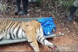 Petugas evakuasi Harimau Sumatera yang masuk perangkap di Pesisir Barat