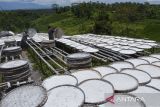 Pekerja menjemur tepung singkong di Cineam, Kabupaten Tasikmalaya, Jawa Barat, Selasa (18/2/2025). Kementerian Pertanian menetapkan harga pembelian singkong untuk industri tepung nasional sebesar Rp1.350 per kilogram sebagai upaya pemerintah melindungi petani singkong. ANTARA FOTO/Adeng Bustomi/agr
