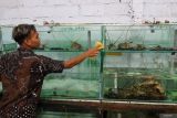 Pekerja membersihkan akuarium yang digunakan untuk menampung lobster di Kampung lobster Banyuwangi, Jawa Timur, Rabu (19/2/2025). Kementerian Kelautan dan Perikanan (KKP) terus mendorong pengembangan budidaya lobster dengan cara berkolaborasi dengan pelaku usaha dan masyarakat guna meningkatkan perekonomian masyarakat pesisir serta memperkuat posisi Indonesia sebagai Produser lobster utama di dunia. ANTARA Jatim/Budi Candra Setya/mas.