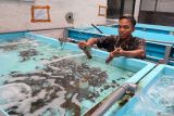 Pekerja mengambil lobster dari penampungan di Kampung lobster Banyuwangi, Jawa Timur, Rabu (19/2/2025). Kementerian Kelautan dan Perikanan (KKP) terus mendorong pengembangan budidaya lobster dengan cara berkolaborasi dengan pelaku usaha dan masyarakat guna meningkatkan perekonomian masyarakat pesisir serta memperkuat posisi Indonesia sebagai Produser lobster utama di dunia. ANTARA Jatim/Budi Candra Setya/mas.
