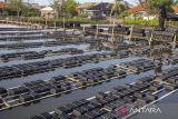Budi daya kepiting soka di Indramayu. Pekerja menebar kepiting bakau (Scylla serrata) untuk dijadikan kepiting soka atau kepiting cangkang lunak di lahan budi daya keramba apung di desa Totoran, Pasekan, Indramayu, Jawa Barat, Jumat (21/2/2025). Menurut petambak, budi daya kepiting soka di daerah itu mampu memproduksi rata-rata 500 kilogram perbulan dan masih  dipasarkan di pasar domestik dengan harga Rp110.000 hingga Rp120.000 per kilogram. ANTARA FOTO/Dedhez Anggara.ANTARA FOTO/Dedhez Anggara (ANTARA FOTO/Dedhez Anggara)
