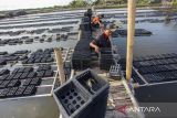 Pekerja menebar kepiting bakau (Scylla serrata) untuk dijadikan kepiting soka atau kepiting cangkang lunak di lahan budi daya keramba apung di Desa Totoran, Pasekan, Indramayu, Jawa Barat, Jumat (21/2/2025). Menurut petambak, budi daya kepiting soka di daerah itu mampu memproduksi rata-rata 500 kilogram perbulan dan masih dipasarkan di pasar domestik dengan harga Rp110.000 hingga Rp120.000 per kilogram. ANTARA FOTO/Dedhez Anggara/agr
