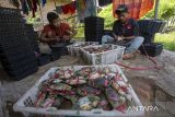 Pekerja menyortir kepiting bakau (Scylla serrata) untuk dijadikan kepiting soka atau kepiting cangkang lunak di lahan budi daya keramba apung di desa Totoran, Pasekan, Indramayu, Jawa Barat, Jumat (21/2/2025). Menurut petambak, budi daya kepiting soka di daerah itu mampu memproduksi rata-rata 500 kilogram perbulan dan masih dipasarkan di pasar domestik dengan harga Rp110.000 hingga Rp120.000 per kilogram. ANTARA FOTO/Dedhez Anggara/agr
