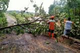 BNPB: Hidrometeorologi basah di sejumlah daerah picu korban jiwa hingga bangunan rusak