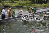 Wakil Wali Kota Tangerang Selatan Pilar Saga Ichsan (kedua kiri) memberi makan Pelikan Timor (Pelecanus conspicillatus) di Aviary Park Indonesia, Tangerang Selatan, Banten, Senin (24/2/2025). Menteri Kehutanan meresmikan Aviary Park Indonesia sebagai pusat konservasi satwa dan destinasi wisata ramah lingkungan serta menjadi tempat untuk pengembangbiakan species yang dilindungi seperti Jalak Bali dan juga Kupu kupu. ANTARA FOTO/Galih Pradipta/gp