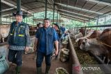 Jelang Ramadhan, Barantin pastikan sapi Australia di Indonesia bebas penyakit