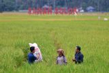 Sosialisasi dan edukasi petani di Solok