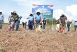 Lanud Sam Ratulangi Manado tanam  jagung perkuat program ketahanan pangan