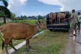 Pemkab Mabar tertibkan sapi liar tingkatkan kenyamanan wisatawan