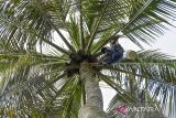 Petani menyadap nira kelapa di kawasan Grand Pangandaran, Desa Pananjung, Kabupaten Pangandaran, Jawa Barat, Rabu (26/2/2025). Petani tersebut mampu menyadap nira kelapa hingga 40-80 pohon kelapa atau 70 liter nira perharinya yang digunakan untuk bahan baku pembuatan gula serta kecap manis dan membayar sewa ke pemilik lahan sebesar Rp180 ribu per bulan. ANTARA FOTO/Adeng Bustomi/agr
