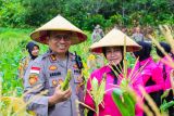 Polres Natuna panen 5 ribu bongkol jagung manis