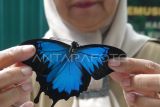 Petugas menunjukkan kupu-kupu yang telah diawetkan hasil sitaan saat pemusnahan di kandang konservasi satwa kota Ambon, Selasa (25/02/2025). Balai Konservasi Sumber Daya Alam (BKSDA) Maluku melakukan pemusnahan 5.400 kupu-kupu ilegal yang telah diawetkan yang direncakan akan dikirim ke China. ANTARA FOTO/Alfian Sanusi/nz.